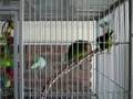 Paddy, Golden-winged, and Erin, Cobalt-winged Parakeets