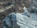 videos de Omer Galapagos Blue Foot Booby