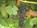 Wine Harvest Shaping Up To Be A Good One