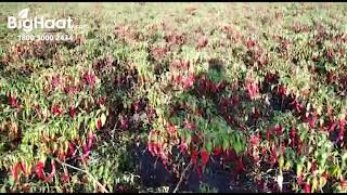 BYADAGI CHILLI - A GREAT REWARD TO FARMERS