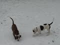 american bulldog pups playing in snow american bulldog pups playing in snow