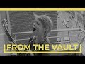 WALLIS BIRD
