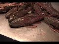 Chapter.24.Manaus Fish Market Chapter.24.Manaus Fish Market