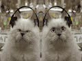 video izle