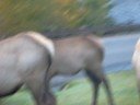 Estes Park Elk at Safeway