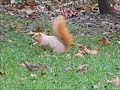 Squirrel Wars - Part 1 Squirrel Wars - Part 1