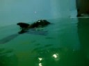 Aqua Mundo, o maior aquário da America do Sul, Guarujá - SP. Esse leão marinho foi encontrado com poucos meses de vida muito ferido, preso em um rede de pesca, foi levado para tratamentos e depois para o Aqua Mundo, onde já está recuperado dos ferimentos. 
