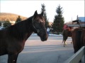 Rocking Horse Ranch Vacation