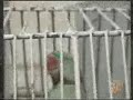 Un peroquet qui r�cite le Coran