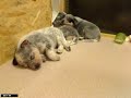 http://www.australiandog.at