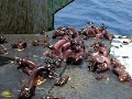 *NO JOKE* Never before seen sea creatures found on a military sub
