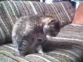 Video Blog Entry 01/27
