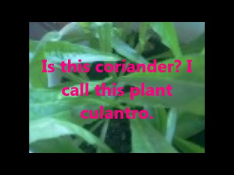 how to replant coriander