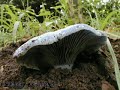 Hongos del Parque \"El Haya\" - Lactarius indigo Hongos del Parque \"El Haya\" - Lactarius indigo