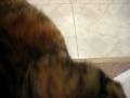 videos de Hungry Kitty Elphie