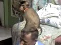 Jamilkucing