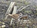 Killdeer nesting
