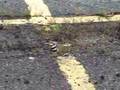 Killdeer nesting