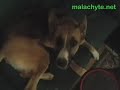 Episode 3 - New House, New Dogs!