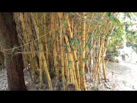 how to fertilize clumping bamboo