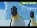 tigre sonidero y pinguinos haciendo la rueda tigre sonidero y pinguinos haciendo la rueda