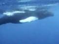 Whale Wars - Silent Seas, A Song For Sea Shepherd
