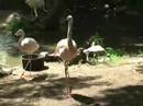 chilean-pink-flamingos.html