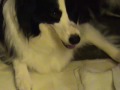 Savannah's First Litter