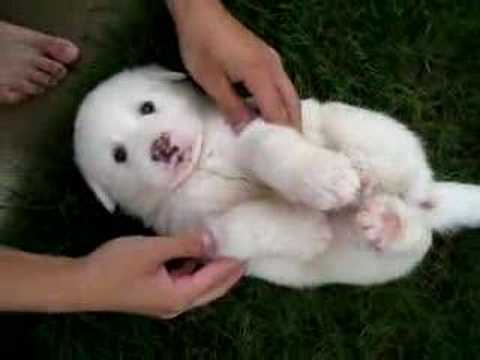 great pyrenees