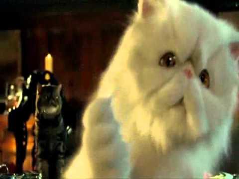 köpekler - 