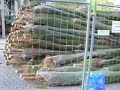 Tannenbaum Tannenbaum
