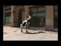 VIDEO DIVERTENTI-muuuuuuhhhhhh una mucca che canta e balla