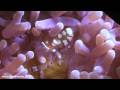 Diving at Twins, HD Underwater Video - Koh Tao, Thailand