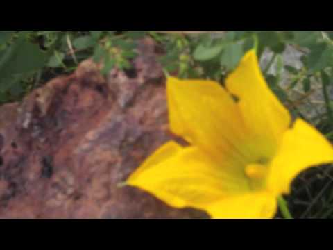 how to hand fertilize squash