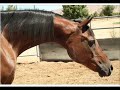 Horse Breeds Arabians 0001 Horse Breeds Arabians 0001