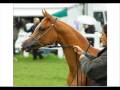 Horse Breeds Arabians 0001
