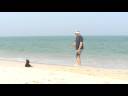 Our French Bulldog Noodle at Island Beach State Park in HD