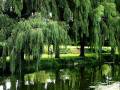 videos de The Salley Gardens (Britten) - Yves Saelens