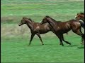 Emperors Palace Ready To Run : Want to be King Of The Jungle? Emperors Palace Ready To Run : Want to be King Of The Jungle?