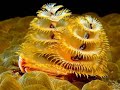 ARMONIA DI COLORI
