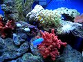 50 gallon marine aquarium