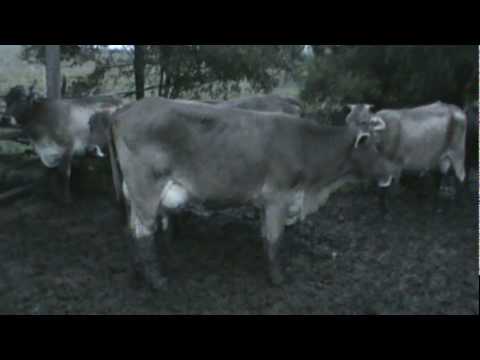 Vacas lecheras raza Suizo de doble propósito