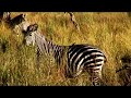 Safari - Zambian Safari 
