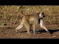 Zambian Safari