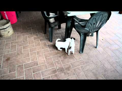 Guarda video Cucciolata Jack russel