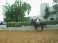 Pshegubj & Baileys at Saifi Stables