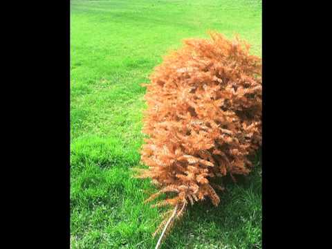 how to replant blue spruce
