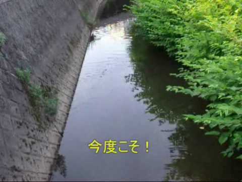 「[釣り]45cmのナマズをゲットした、鯰釣りの様子を撮影したほのぼの動画。」のイメージ
