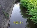 [釣り]45cmのナマズをゲットした、鯰釣りの様子を撮影したほのぼの動画。のサムネイル2