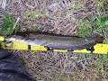 [釣り]45cmのナマズをゲットした、鯰釣りの様子を撮影したほのぼの動画。のサムネイル3